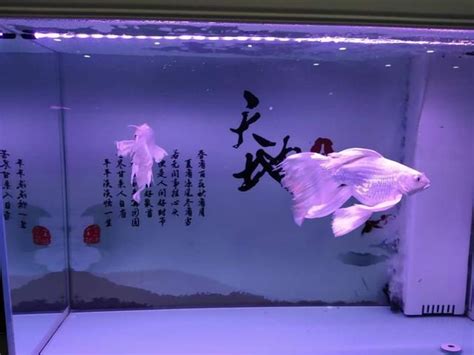 養魚的意思